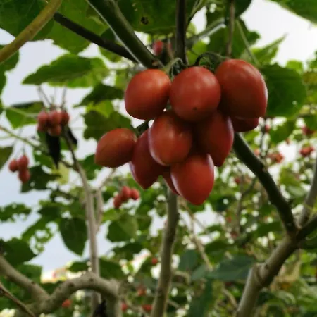 Quinta Dos Sentidos Eco Nature Retreat In Azores Ferienhaus São Vicente Ferreira