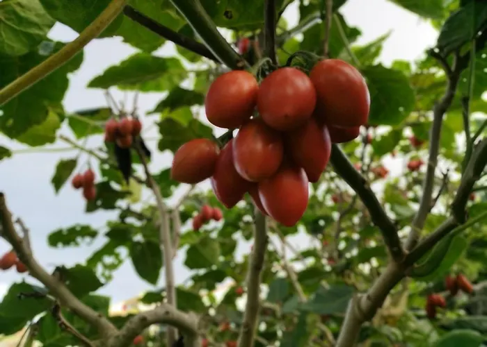 Quinta Dos Sentidos Eco Nature Retreat In Azores Дом отдыха Сан-Висенти-Феррейра