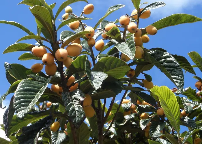 Quinta Dos Sentidos Eco Nature Retreat In Azores * Сан-Висенти-Феррейра