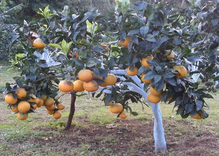 Дом отдыха Quinta Dos Sentidos Eco Nature Retreat In Azores Сан-Висенти-Феррейра