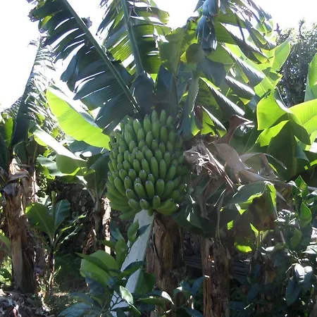 Quinta Dos Sentidos Eco Nature Retreat In Azores São Vicente Ferreira