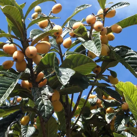 Quinta Dos Sentidos Eco Nature Retreat In Azores * São Vicente Ferreira