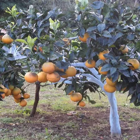 בית נופש Quinta Dos Sentidos , Rustic In São Vicente Ferreira